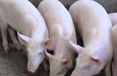育肥猪五号病的预防方法