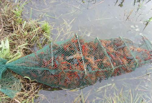 小龙虾养殖中存在的六大误区