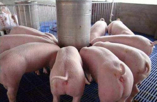 育肥猪怎么喂长得快？快速育肥猪饲料配方