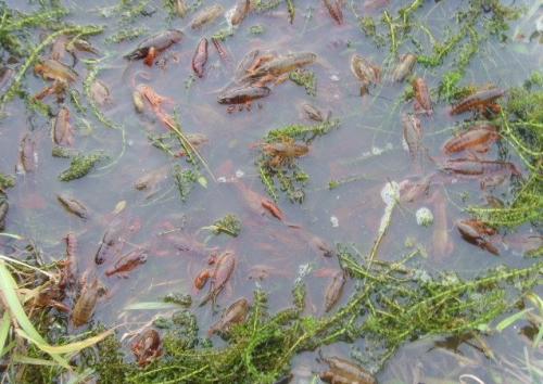 小龙虾亲虾越冬管理技术