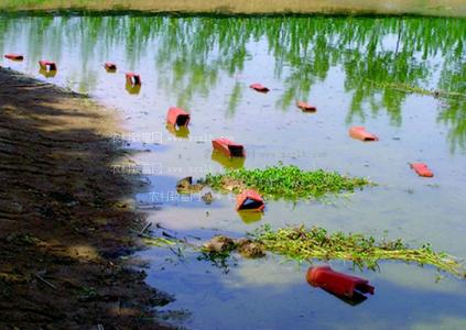 夏季小龙虾饲养技术要点