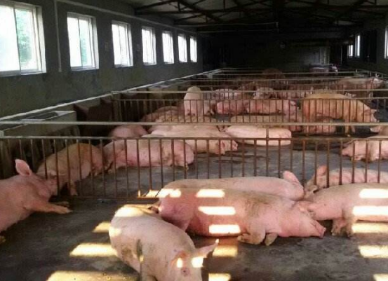 猪丹毒怎么治疗效果好?