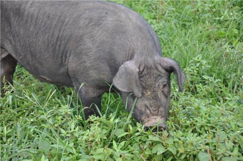 里岔黑猪介绍及图片、价格
