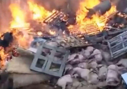 非洲猪瘟疫情来袭 养殖户该如何防控？