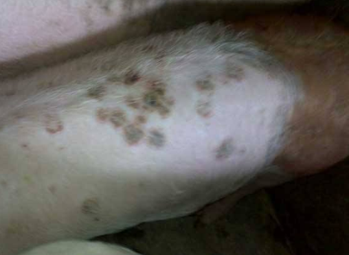 猪丹毒的症状与治疗方法