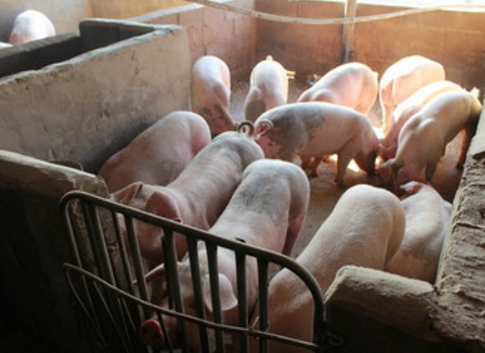 猪丹毒用什么药最好？最快治疗方法