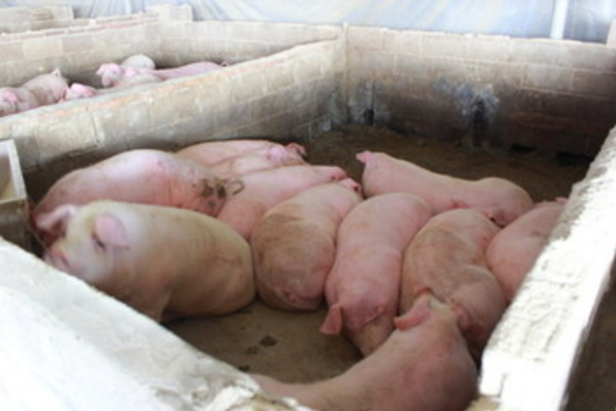 怎样预防猪丹毒？打什么针？