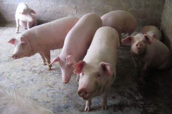 猪丹毒和圆环的区别在哪？