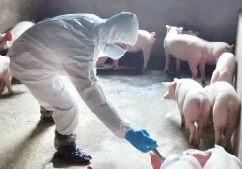 猪丹毒疫苗有哪些？怎么使用？