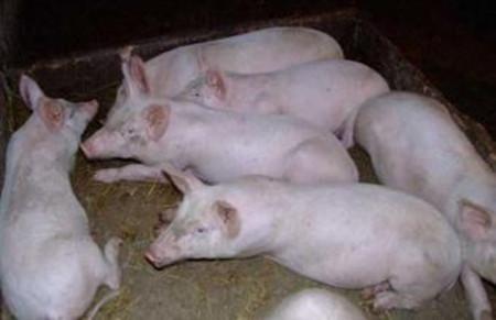 猪气喘病怎么办？根治猪喘气病土方法