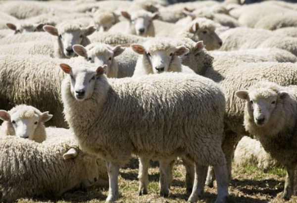 绵羊品种有哪些？哪个品种好？