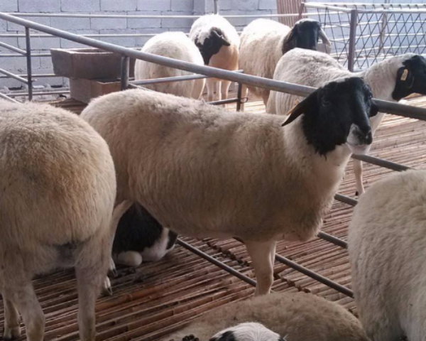 杜泊绵羊介绍及图片、价格