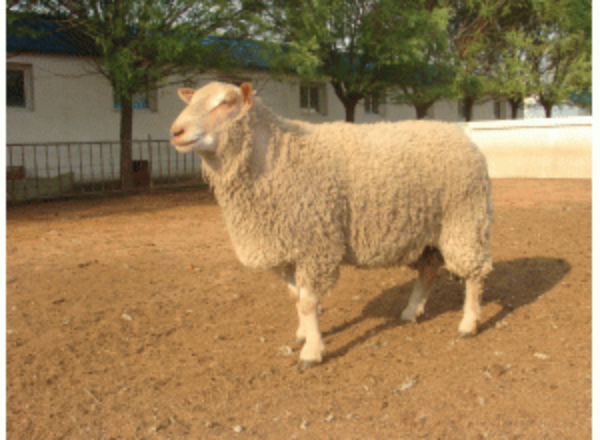 夏洛莱羊的优点、缺点、价格