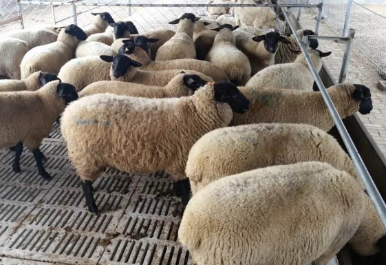 萨福克羊的优缺点及价格