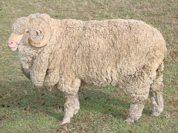 细毛羊介绍及图片、价格