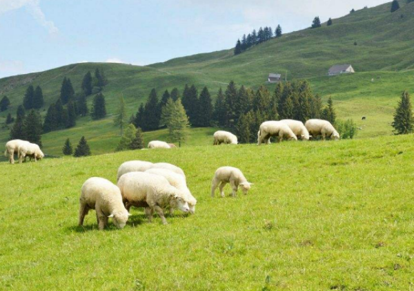 绵羊多少钱一斤？绵羊养殖利润如何？