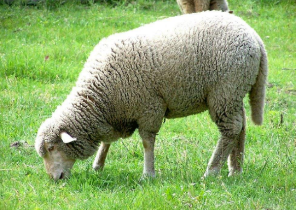 如何养殖绵羊？绵羊养殖前景怎么样？