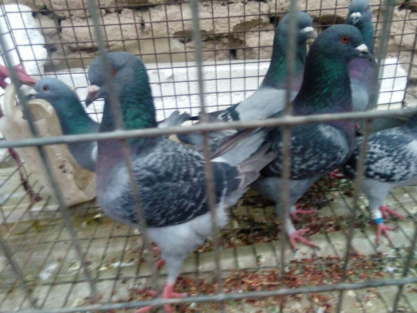 鸽毛滴虫病怎么治？