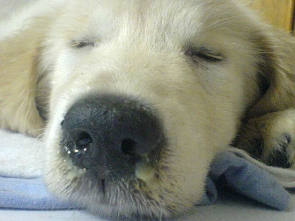 犬瘟症状图片有哪些？