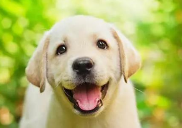 犬瘟会传染给人吗？小狗狗怎么会得犬瘟？