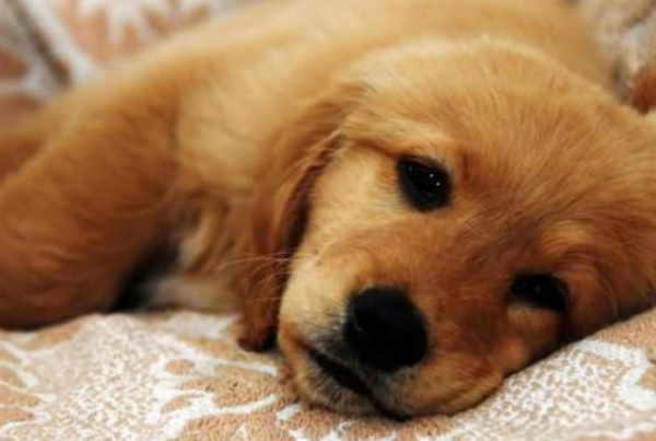 犬瘟吃什么药管用？治疗犬瘟的药物