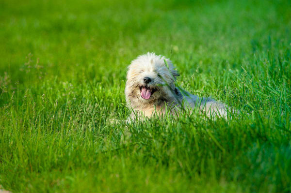 犬瘟的治疗方法，狗瘟最快的治疗方法