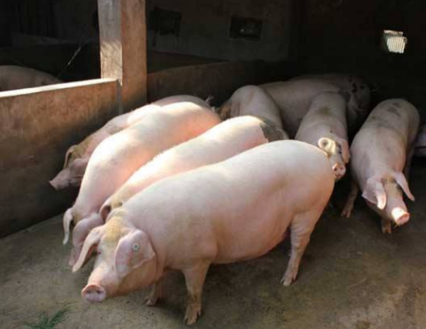 行业大洗牌 2019年猪价上涨或来的更早些！