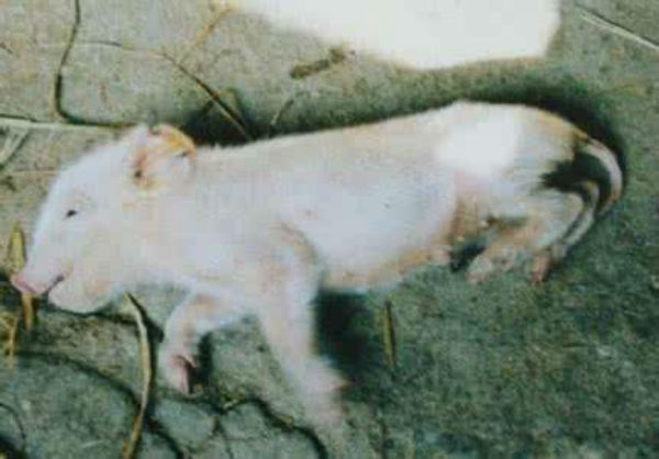 猪伪狂犬病的症状图片有哪些？