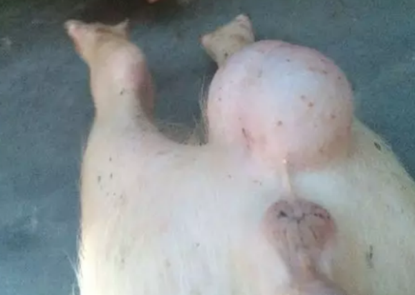 猪疝气的症状有哪些？是怎么引起的？