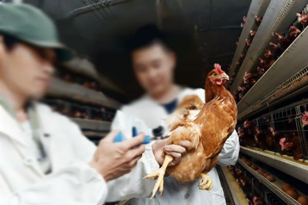 蛋鸡减蛋综合症疫苗有哪些?什么时候打?