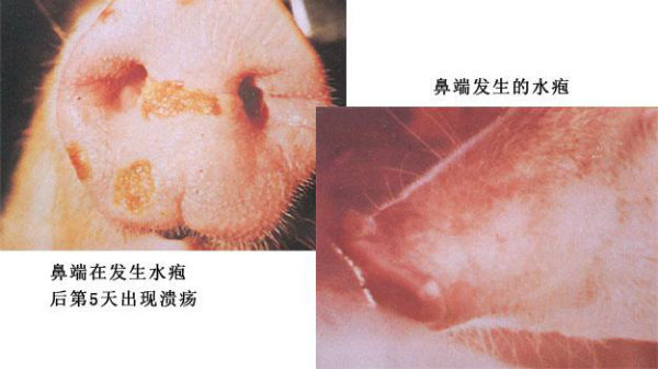 猪水疱病的症状有哪些?猪水疱病病理情况图片