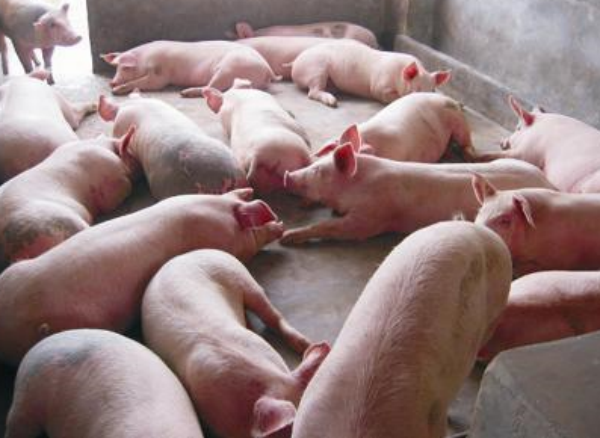 育肥猪怎么养?多久出栏?