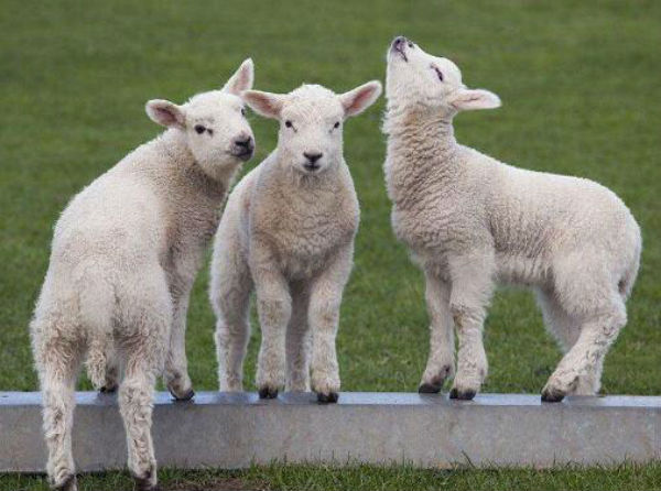 羊破伤风的治疗方法大全