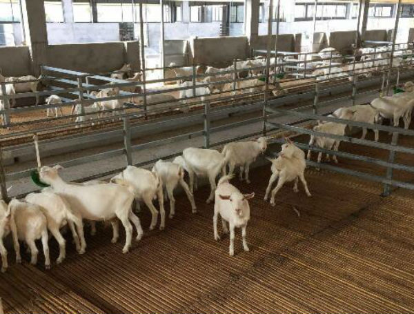 羊破伤风怎么治疗？能治好吗？