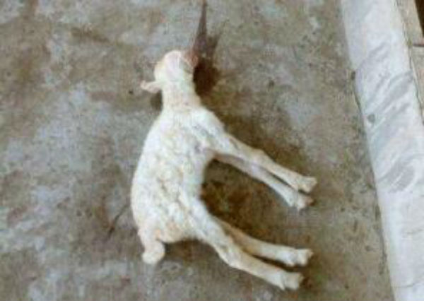 羊破伤风症状有哪些?什么原因?