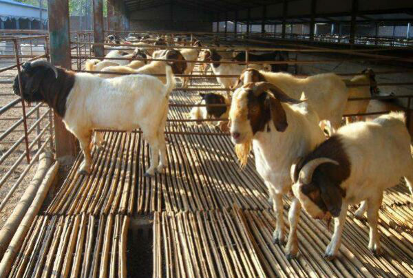 羊有破伤风怎么办？如何处理？