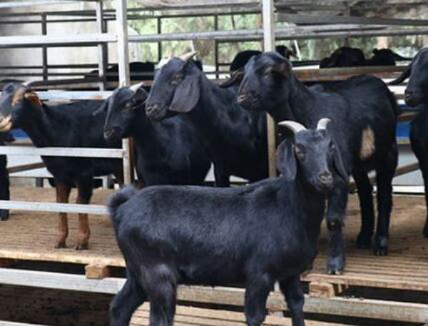 羊破伤风用什么药好？