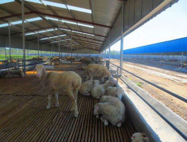 羊破伤风疫苗有哪些?怎么打?