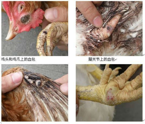 鸡白血病症状图片
