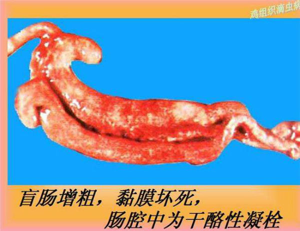 鸡盲肠肝炎的症状有哪些?鸡盲肠肝炎会传染吗?