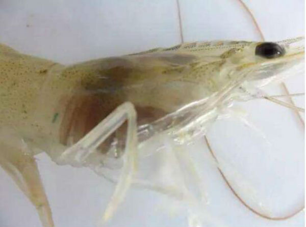虾黑鳃怎么办？虾黑鳃是什么原因?
