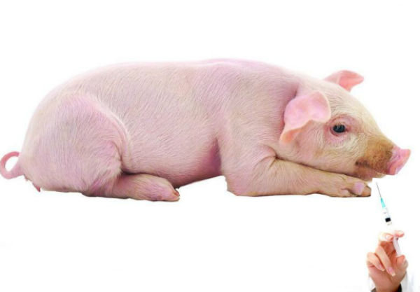 猪增生性肠炎疫苗有哪些?怎么使用?