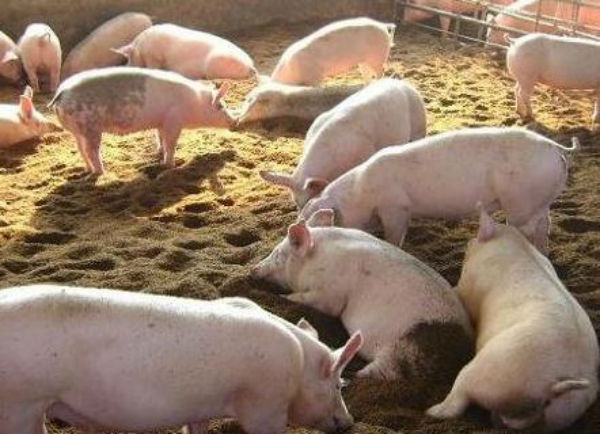 猪增生性肠炎治疗方法