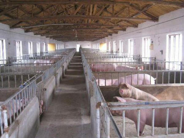 猪增生性肠炎怎么治？如何防控？