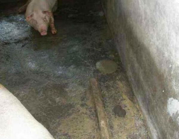 猪增生性肠炎的症状有哪些？如何确诊？