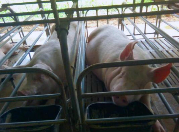 猪场发生增生性肠炎怎么办?如何解决？