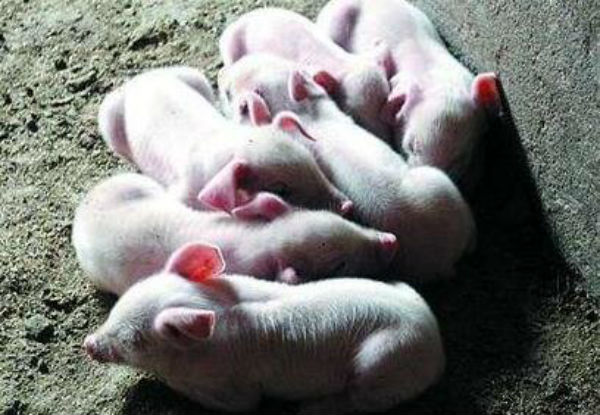 猪得了风湿怎么办?风湿病能治好吗?