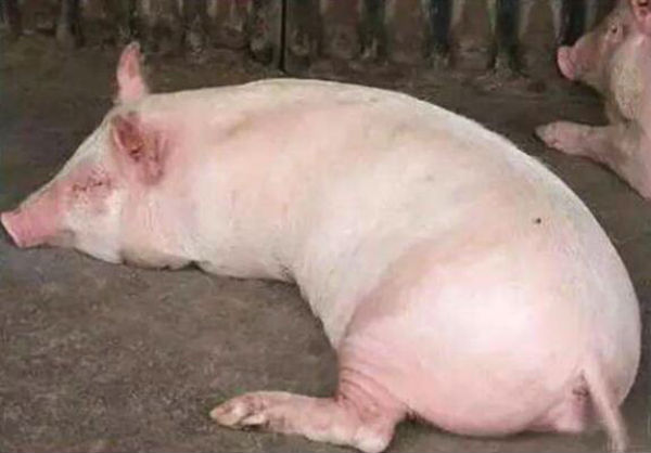 猪风湿病的症状有哪些?风湿病的病因是什么?