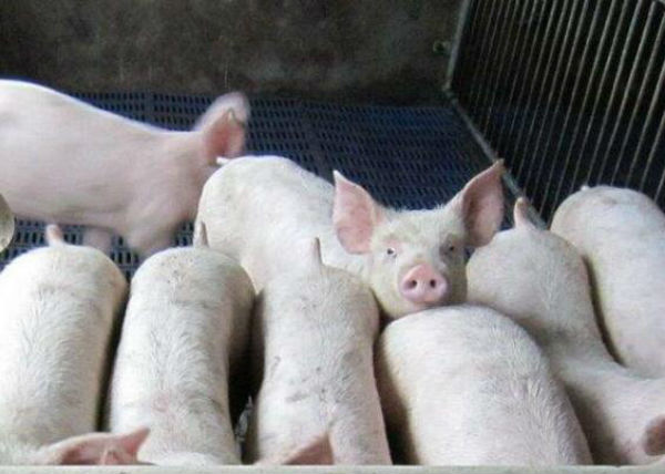 猪风湿病怎么治疗？治疗风湿病的偏方