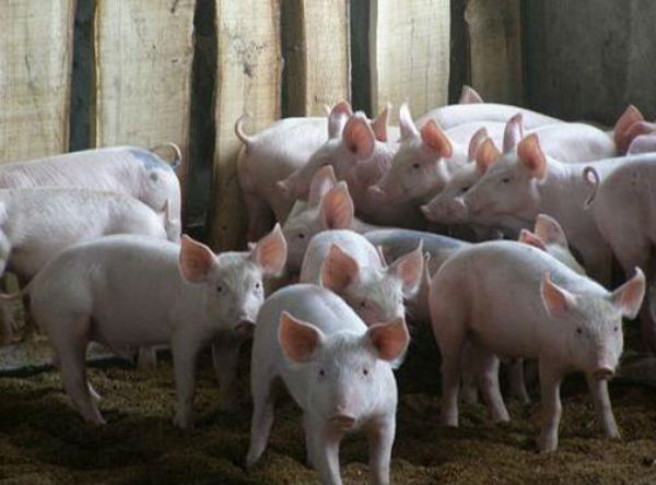 猪得了风湿用什么药好?治疗风湿病的药物